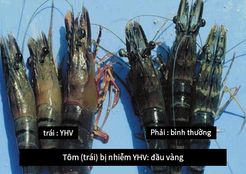 shrimp,YHV,virus